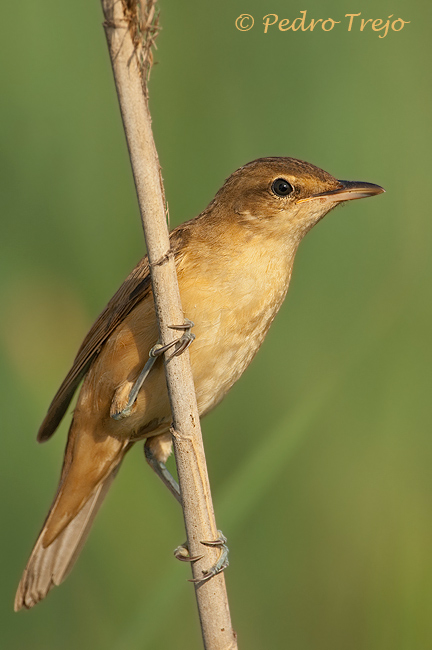 Carricero tordal (Acrocephalus arundinaceus)